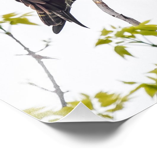 Staring Osprey Fotodruck (Ecke)