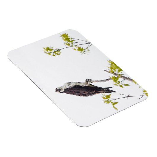 Staring Osprey Magnet (Rechte Seite)