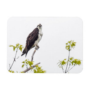 Staring Osprey Magnet