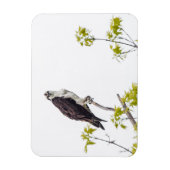 Staring Osprey Magnet (Vertikal)