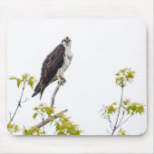 Staring Osprey Mousepad (Vorne)