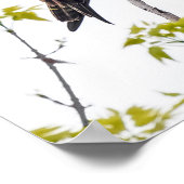 Staring Osprey Poster (Ecke)