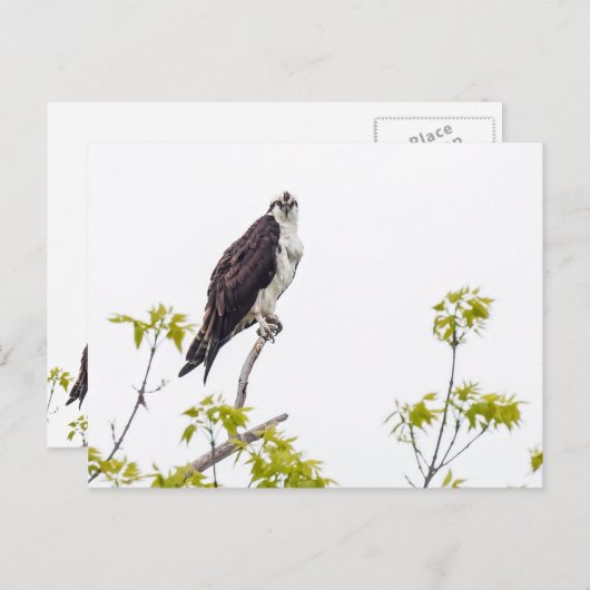 Staring Osprey Postkarte (Vorne/Hinten)