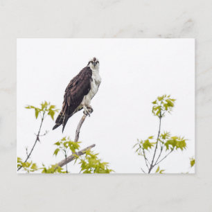 Staring Osprey Postkarte