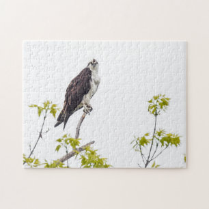 Staring Osprey Puzzle
