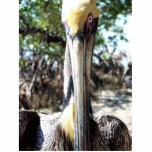 Staring Pelican aus Key West Florida Freistehende Fotoskulptur<br><div class="desc">Fotografie von Artist Rick Kurz von einem Pelican starrt in die Kamera. Fotografiert in Key West,  Florida.</div>