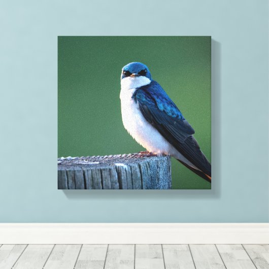 Staring Sparrow Leinwanddruck (Insitu (Holzboden))