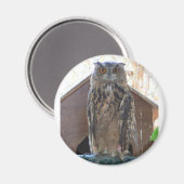 Staring-Uhu Magnet (Vorderseite/Rückseite)