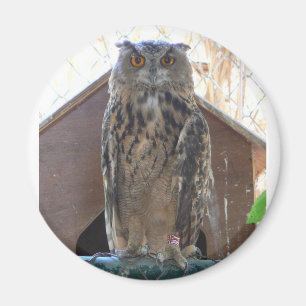 Staring-Uhu Magnet