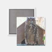 Staring-Uhu Magnet (Vorderseite/Rückseite)