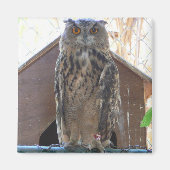 Staring-Uhu Magnet (Vorne)