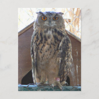 Staring-Uhu Postkarte