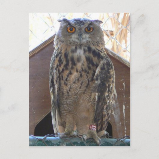 Staring-Uhu Postkarte (Vorderseite)
