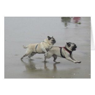 Stark Wertvoll und Hemi am Dog Beach, San Diego