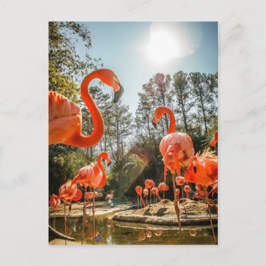 Starke Flamingo-Postkarte Postkarte (Vorderseite)