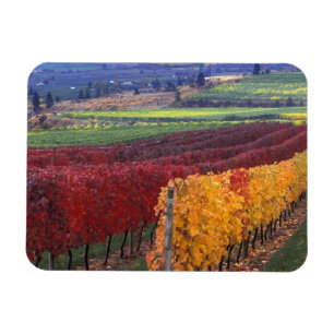 Starke rote und gelbe Herbstfarben auf dem Gehring Magnet