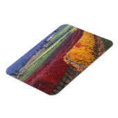 Starke rote und gelbe Herbstfarben auf dem Gehring Magnet (Linke Seite)