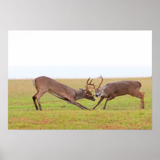 Stärke und Anmut: Der Antler Tango Poster (Vorne)