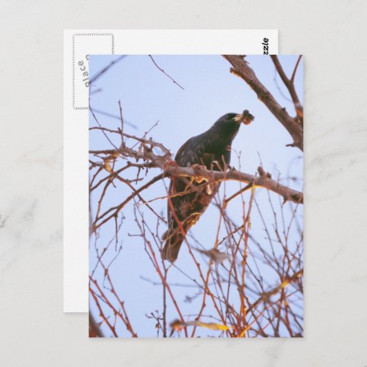 Stärkeklinge Postkarte (Vorne/Hinten)