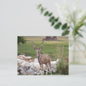 stärker kudu-6 postkarte (Stehend Vorderseite)