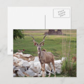 stärker kudu-6 postkarte (Vorne/Hinten)