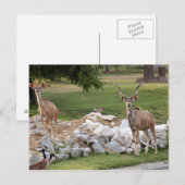 stärker kudu-8 postkarte (Vorne/Hinten)