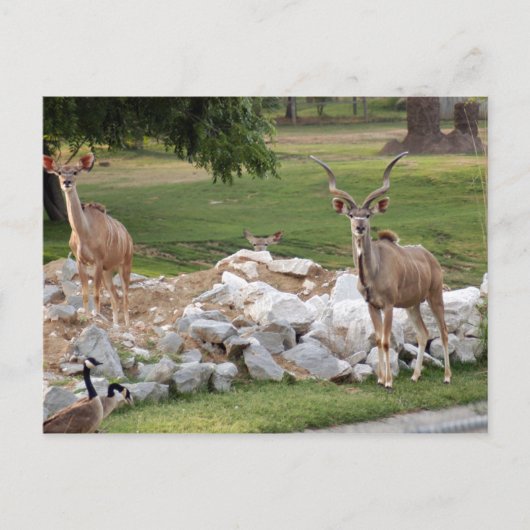 stärker kudu-8 postkarte (Vorderseite)