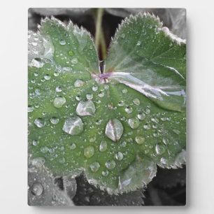 starker Regen Fotoplatte
