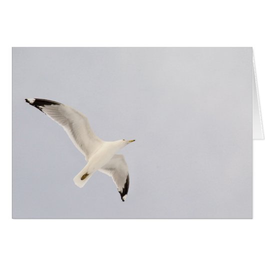 Starkgull (Vorderseite (Horizontal))
