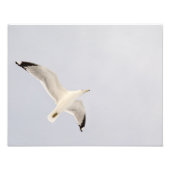 Starkgull Fotodruck (Vorne)