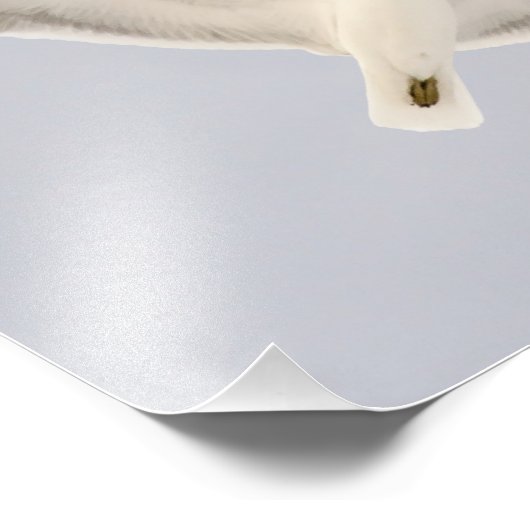 Starkgull Fotodruck (Ecke)