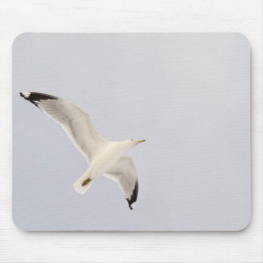 Starkgull Mousepad (Vorne)