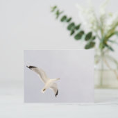Starkgull Postkarte (Stehend Vorderseite)