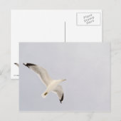 Starkgull Postkarte (Vorne/Hinten)