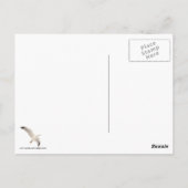 Starkgull Postkarte (Rückseite)