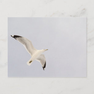Starkgull Postkarte
