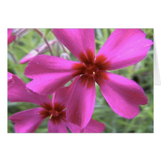 Starlight, Stern hell