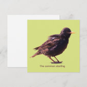 Starling  (Vorne/Hinten)