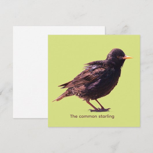 Starling  (Vorne/Hinten)