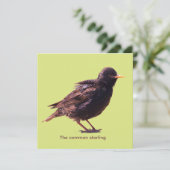 Starling  (Stehend Vorderseite)