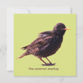Starling  (Vorderseite)