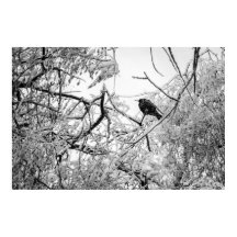 Starling auf einem gefrorenen Baum