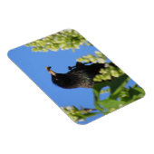 Starling auf Lilacs Magnet (Rechte Seite)