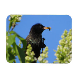 Starling auf Lilacs Magnet