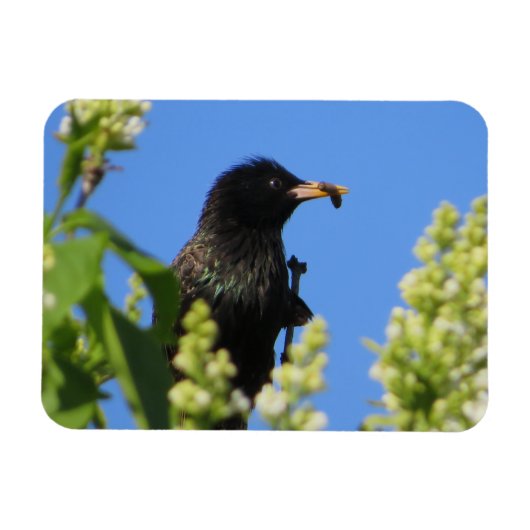 Starling auf Lilacs Magnet (Horizontal)