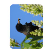 Starling auf Lilacs Magnet (Vertikal)