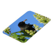 Starling auf Lilacs Magnet (Linke Seite)