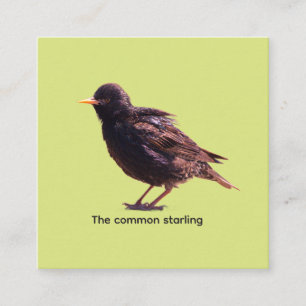 Starling begleitkarte