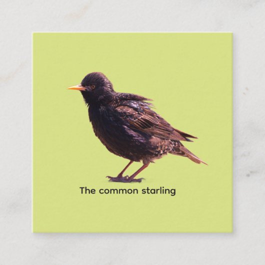 Starling begleitkarte (Vorderseite)