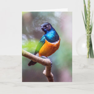 Starling Bird auf Baumgrenze Karte